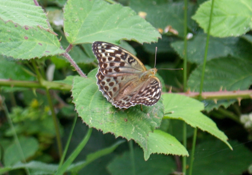 Silver-washed Fritillary (photo courtesy of Mick Morrison)
